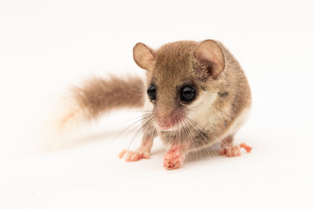 The woodland dormouse (Graphiurus murinus) African pygmy dormouse isolated on white backgroundの写真素材