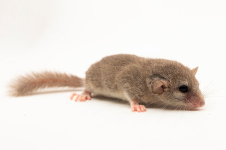 The woodland dormouse (Graphiurus murinus) African pygmy dormouse isolated on white backgroundの写真素材