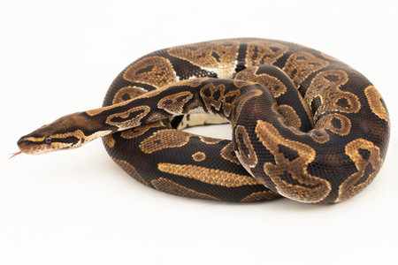 ball python, Python regius snake isolated on white background