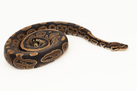 ball python, Python regius snake isolated on white backgroundの写真素材