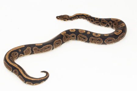 ball python, Python regius snake isolated on white backgroundの写真素材