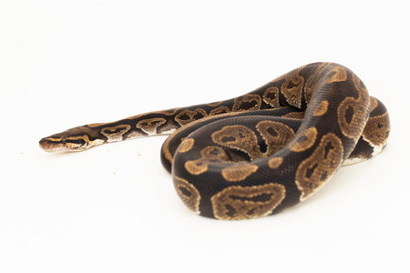 ball python, Python regius snake isolated on white background