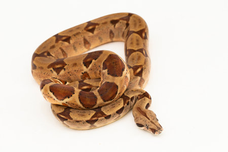 Salmon Boa Constrictor snake isolated on white backgroundの写真素材