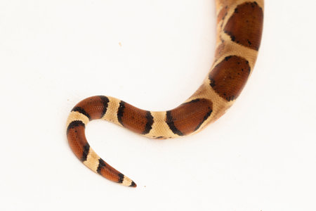 Salmon Boa Constrictor snake isolated on white backgroundの写真素材