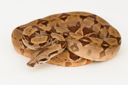 Salmon Boa Constrictor snake isolated on white backgroundの写真素材