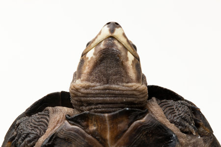 Black Marsh Turtle Siebenrockiella crassicollis Malayan Snail-eating turtle, Black Smiling Terrapin...