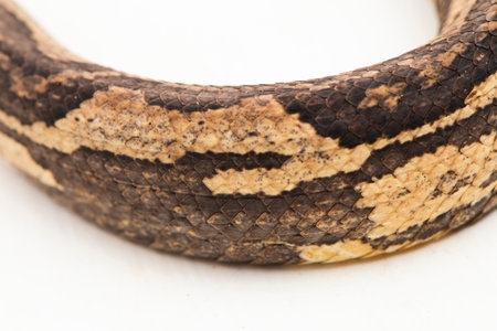 the Indonesian tree boa Candoia carinata or Pacific ground boa snake isolated on white backgroundの写真素材