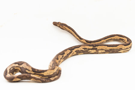 the Indonesian tree boa Candoia carinata or Pacific ground boa snake isolated on white backgroundの写真素材
