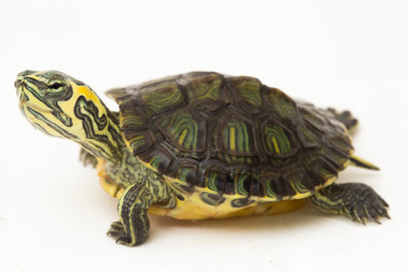 The yellow-bellied slider turtle (Trachemys scripta scripta) isolated on white backgroundの写真素材