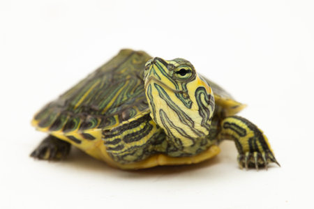 The yellow-bellied slider turtle (Trachemys scripta scripta) isolated on white backgroundの写真素材