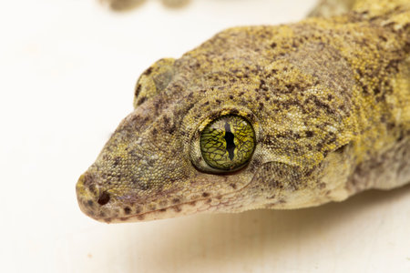 The Halmahera Giant Gecko (Gehyra marginata)  Ternate dtella isolated on white backgroundの写真素材