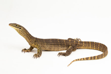 The yellow-spotted monitor or New Guinea Argus monitor Varanus panoptes horni isolated on white...