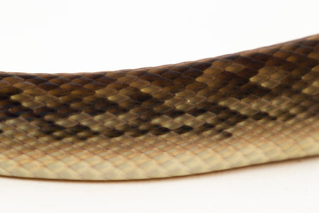 The Scrub python (Morelia amethistina) Amethystine python snake isolated on white background
