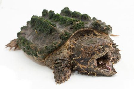 The alligator snapping turtle (Macrochelys temminckii) isolated on white backgroundの写真素材