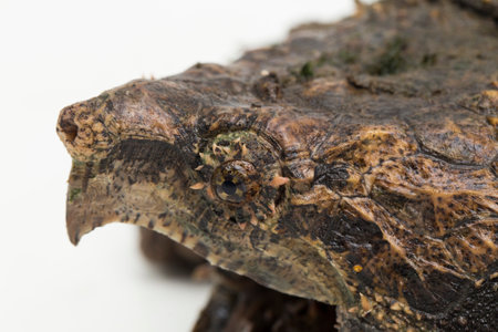 The alligator snapping turtle (Macrochelys temminckii) isolated on white backgroundの写真素材