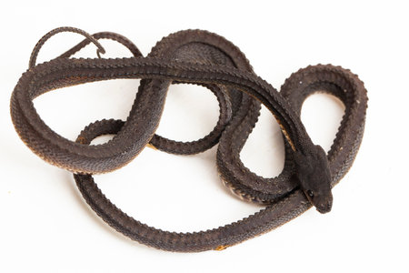 The dragon snake, Javan tubercle snake, Javan mudsnake, or rough-backed litter snake Xenodermus javanicus isolated on white backgroundの写真素材