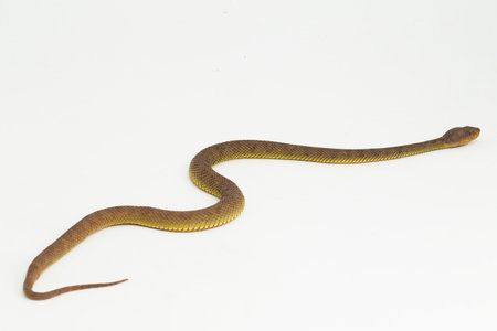 Trimeresurus purpureomaculatus mangrove pit viper snake or shore pit viper isolated on white backgroundの写真素材