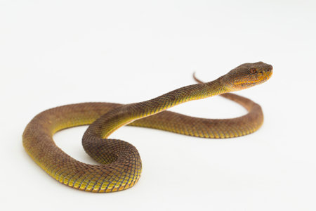 Trimeresurus purpureomaculatus mangrove pit viper snake or shore pit viper isolated on white backgroundの写真素材