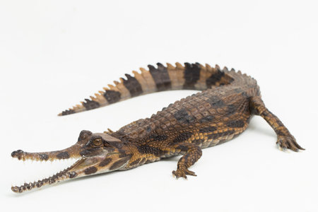 false gharial crocodile (Tomistoma schlegelii) isolated on white backgroundの写真素材