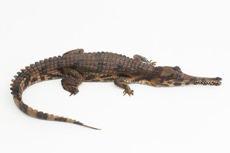 false gharial crocodile (Tomistoma schlegelii) isolated on white backgroundの写真素材