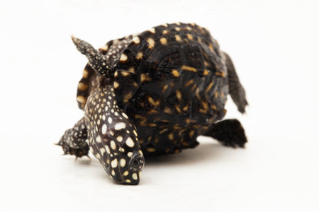 The black pond turtle (Geoclemys hamiltonii), the spotted pond turtle or the Indian spotted turtle isolated on white backgroundの写真素材