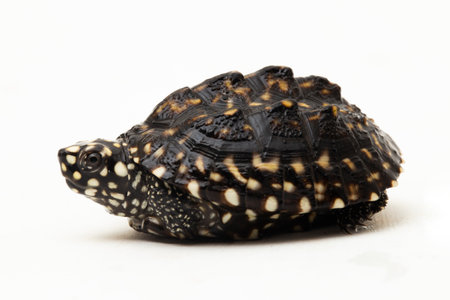 The black pond turtle (Geoclemys hamiltonii), the spotted pond turtle or the Indian spotted turtle isolated on white backgroundの写真素材