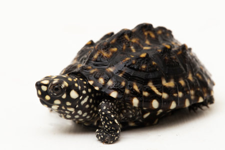 The black pond turtle (Geoclemys hamiltonii), the spotted pond turtle or the Indian spotted turtle isolated on white backgroundの写真素材
