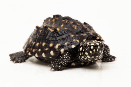 The black pond turtle (Geoclemys hamiltonii), the spotted pond turtle or the Indian spotted turtle isolated on white backgroundの写真素材