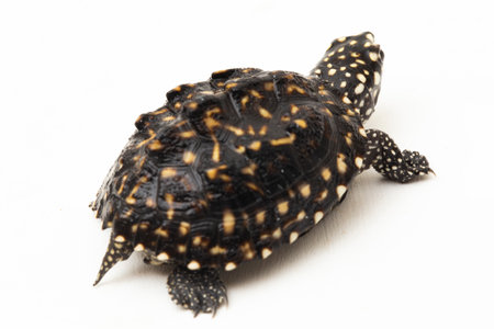 The black pond turtle (Geoclemys hamiltonii), the spotted pond turtle or the Indian spotted turtle isolated on white backgroundの写真素材