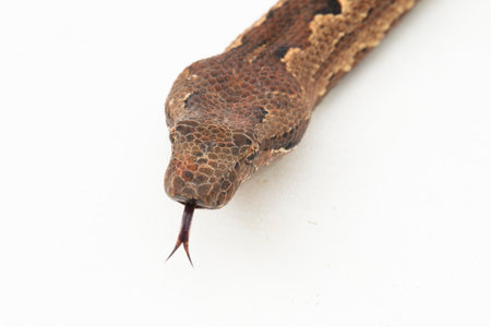 Solomon island ground boa snake or Candoia carinata paulsoni isolated on white on white background