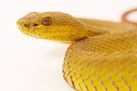 Yellow Sunda Island pitviper snake Trimeresurus insularis wetar isolated on white backgroundの写真素材