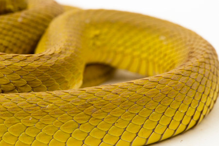 Yellow Sunda Island pitviper snake Trimeresurus insularis wetar isolated on white background