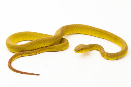 Yellow Sunda Island pitviper snake Trimeresurus insularis wetar isolated on white backgroundの写真素材
