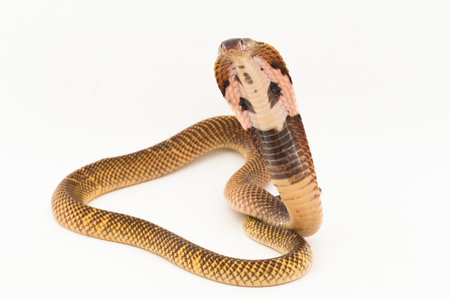 Equatorial Spitting cobra or Golden Spitting Cobra snake (Naja sumatrana) isolated on white...