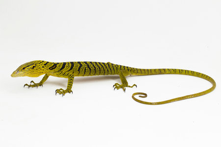 Yellow tree monitor or Reisinger's tree monitor Varanus reisingeri isolated on white background