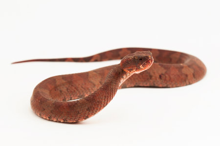 Flat-nosed pitviper snake Craspedocephalus Trimeresurus puniceus isolated on white backgroundの写真素材