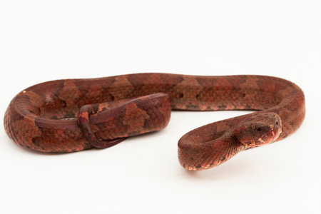 Flat-nosed pitviper snake Craspedocephalus Trimeresurus puniceus isolated on white background
