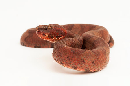 Flat-nosed pitviper snake Craspedocephalus Trimeresurus puniceus isolated on white background