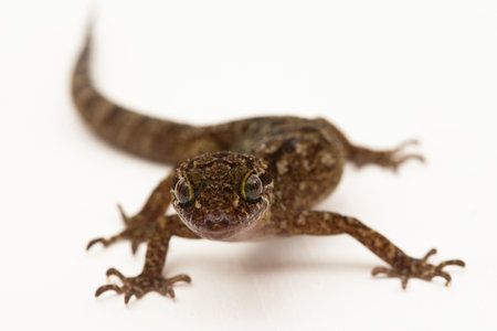 The marbled bow-fingered gecko or Javan bent-toed gecko lizard cyrtodactylus marmoratus isolated on white backgroundの写真素材