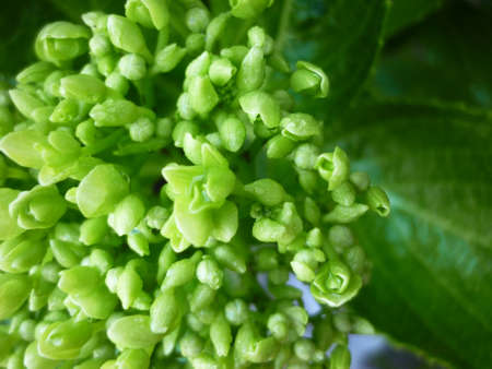 Green flower buds in the garden after rainy day  Looks so wet, fresh and beautiful の写真素材