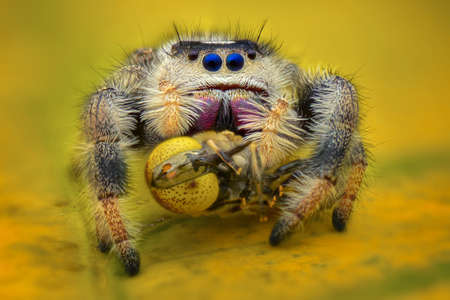 Jumping Spider Prey On the leaf