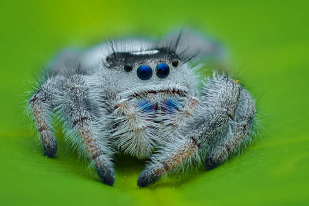 jumping spider on a leaf
