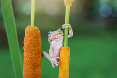 Dumpy Frog tree on  a twigs in tropical gardenの写真素材