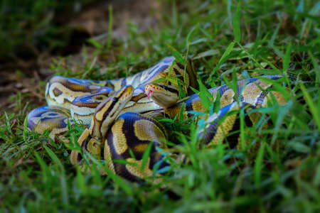 Ball phiton snakes in the bush in a tropical forestの写真素材