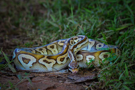 Ball phiton snakes in the bush in a tropical forestの写真素材