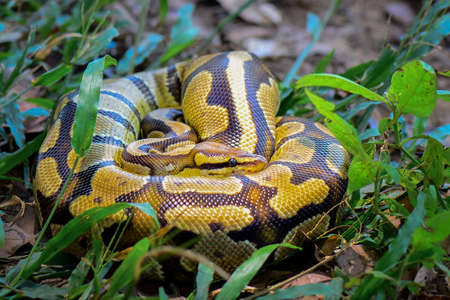 Ball phiton snakes in the bush in a tropical forestの写真素材