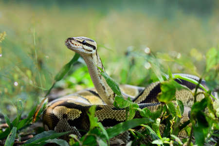 Ball phiton snakes in the bush in a tropical forestの写真素材