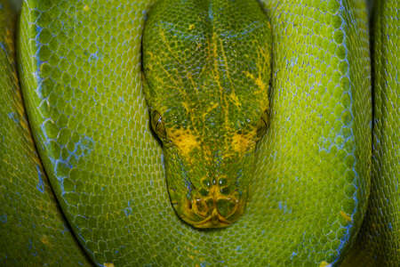Green Phyton snakesの写真素材