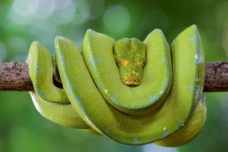 Green Phyton snakesの写真素材