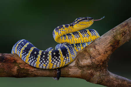 Temple Viper, Bandotan candiの写真素材